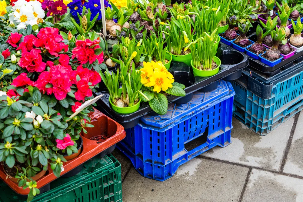 Der Frühjahrsmarkt Weimar lockt mit vielen bunten Pflanzen